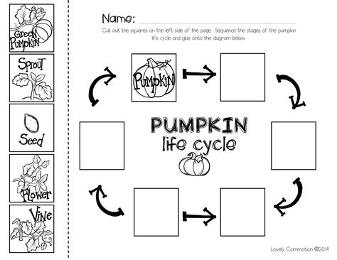 Free Printable Pumpkin Life Cycle Worksheet